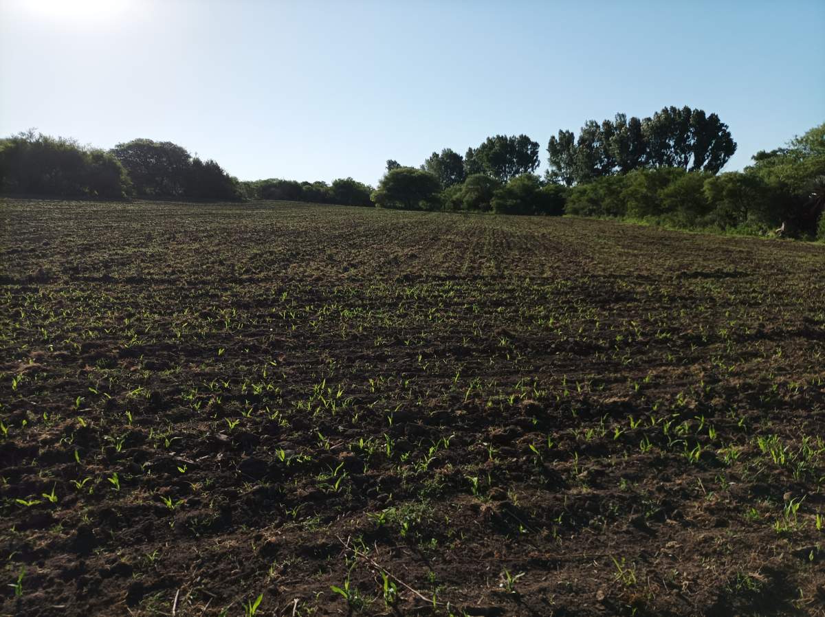 CAMPO CON ARROYO IDEAL PARA EXPLOTACION TURISTICA A 1KM DE VILLA TULUMBA !!!! RECIBO MENOR