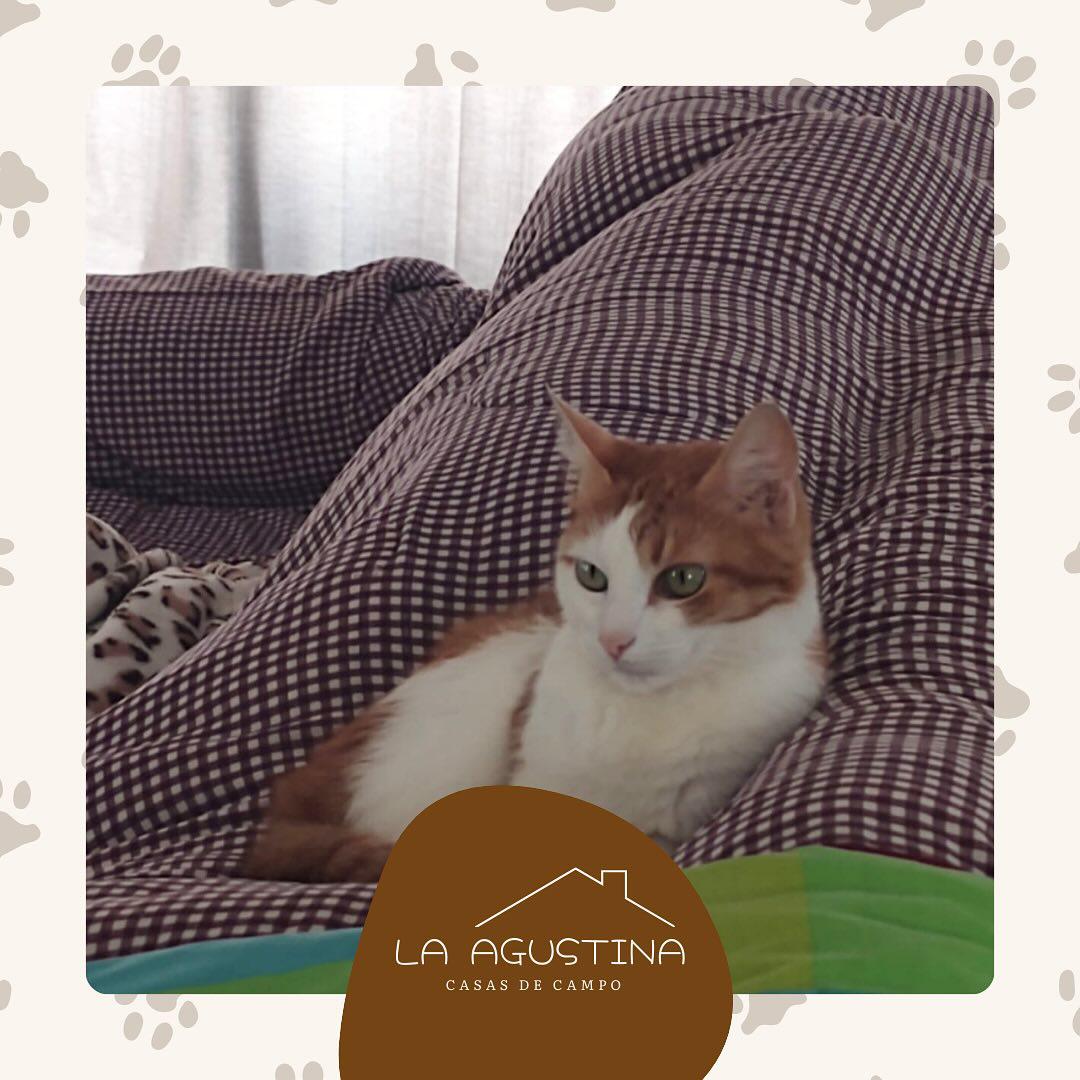 LA AGUSTINA CASAS DE CAMPO, ALQUILER TEMPORAL PARA 4-6 PERSONAS TOTAL 14