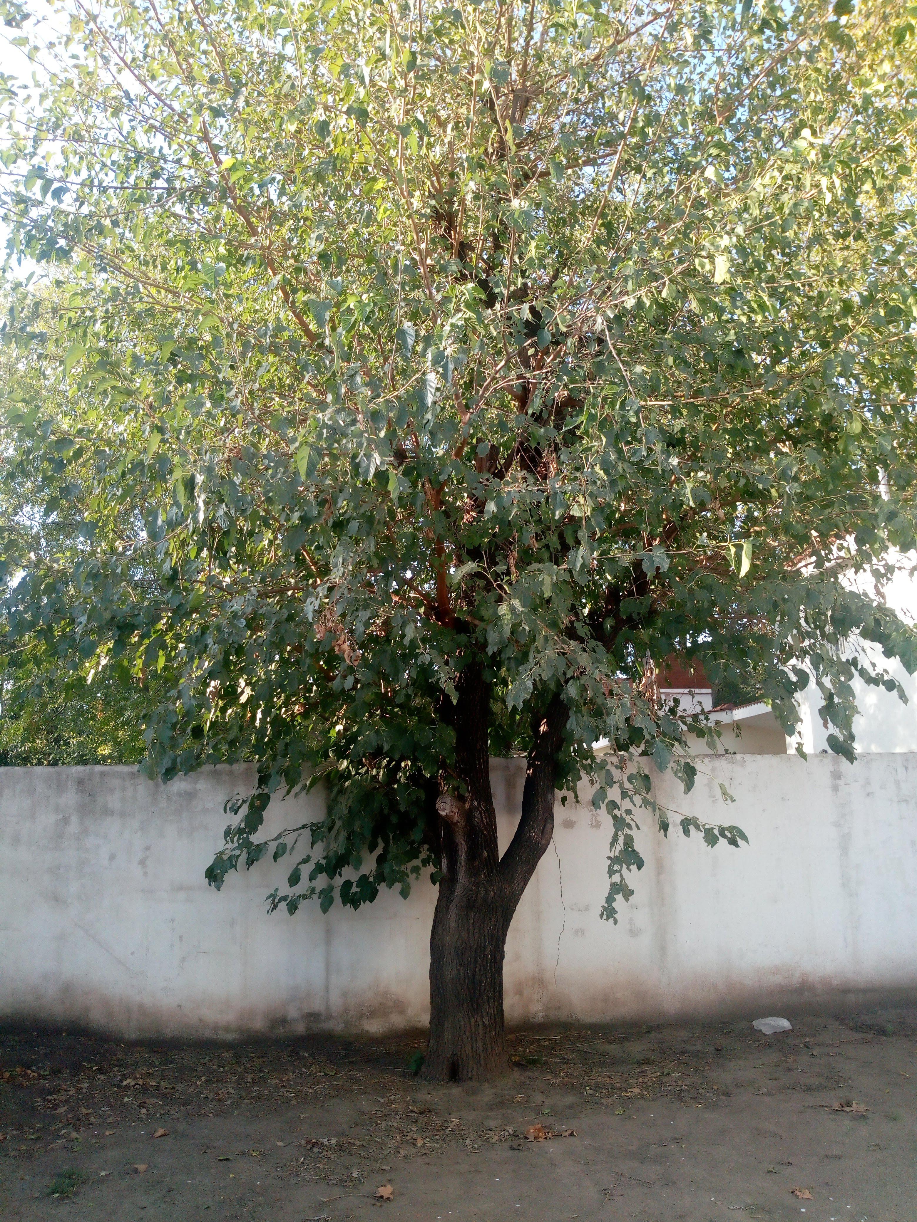 Se vende casa en dúplex en Arguello. Amplio fondo con parrilla, cochera doble