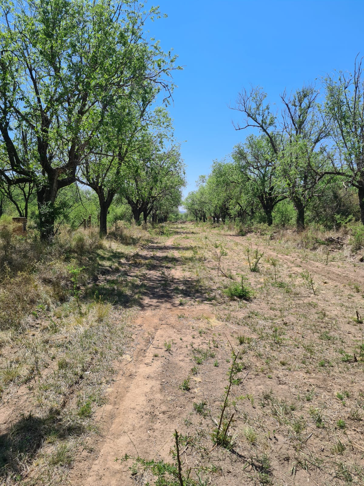 SAN JAVIER DEL LAGO