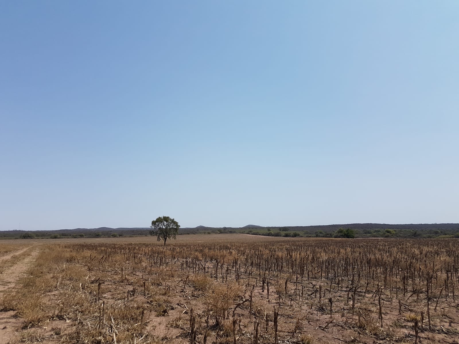 Campo 222 Hectáreas en Villa de María del Río Seco Siembra Directa Venta