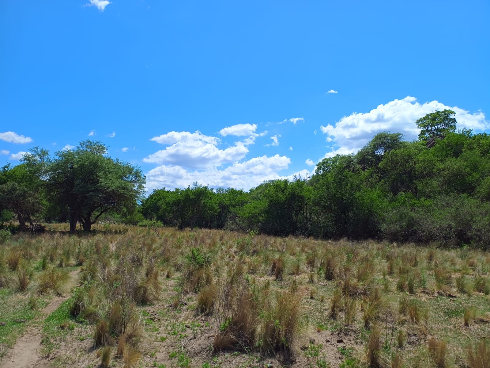 Salsacate Campo de 225 hectareas aprto cultivo Ganaderia Turismo