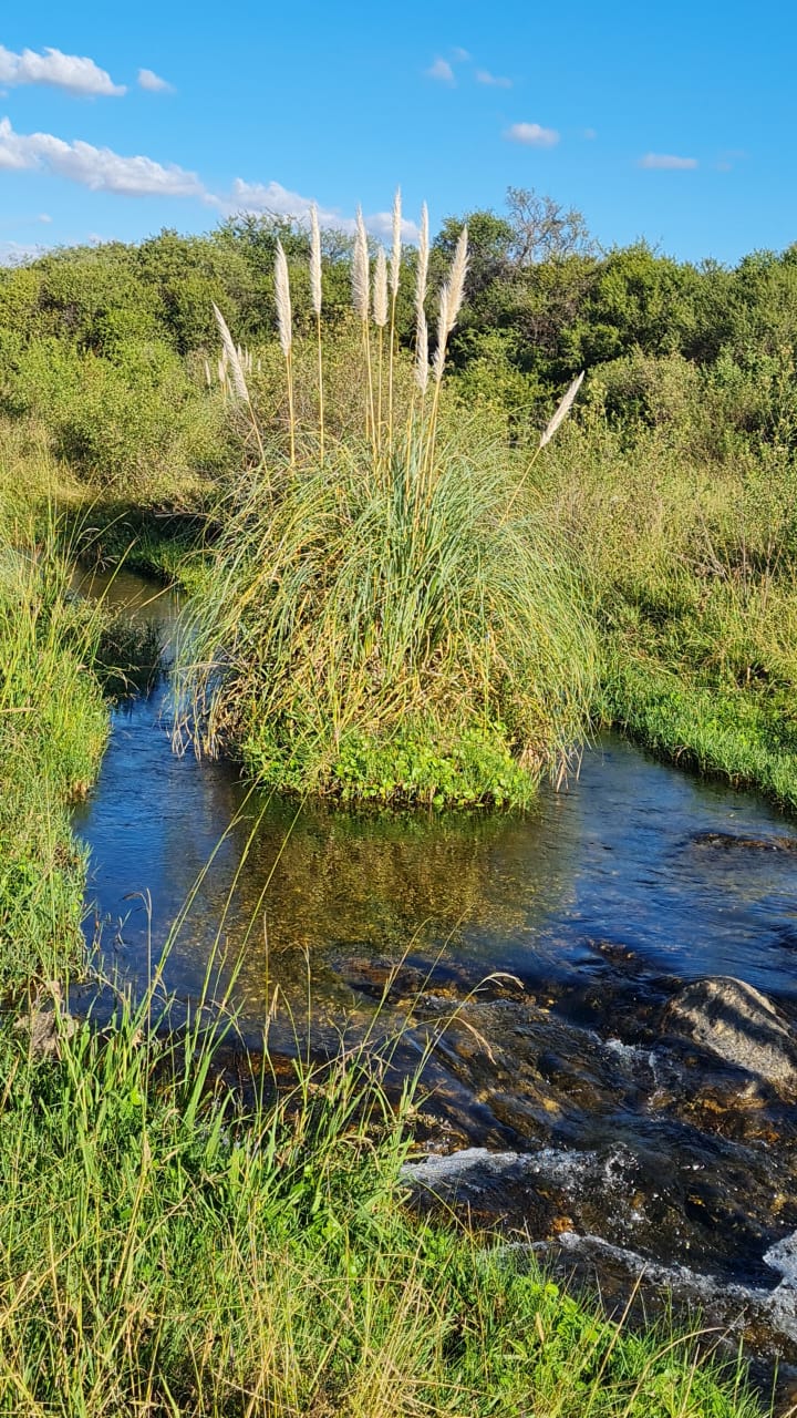 Salsacate Campo de 225 hectareas aprto cultivo Ganaderia Turismo