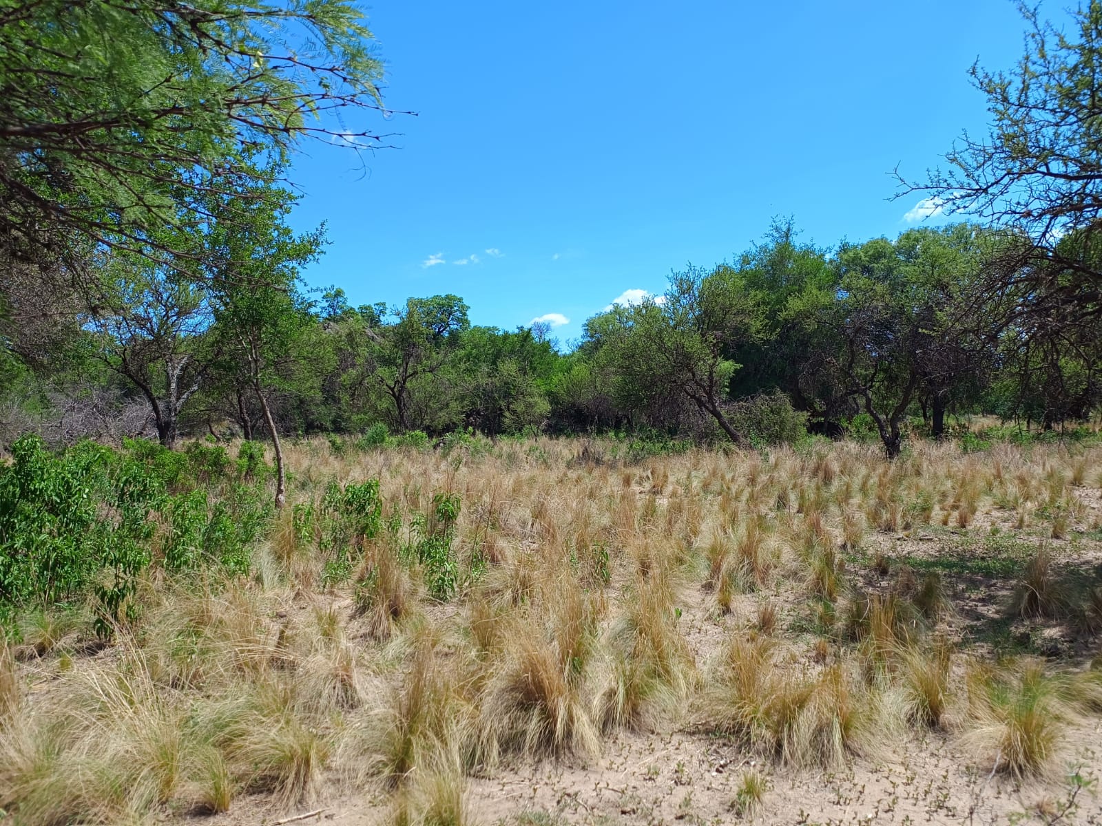 Salsacate Campo de 225 hectareas aprto cultivo Ganaderia Turismo